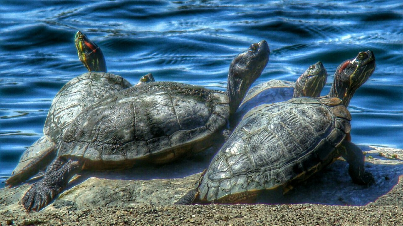 animal themes, animals in the wild, wildlife, water, bird, one animal, duck, two animals, lake, nature, mallard duck, day, zoology, outdoors, swimming, togetherness, full length, no people, high angle view