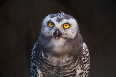 Close-up portrait of owl against black background