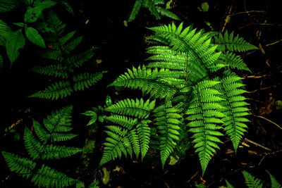 High angle view of fern amidst trees in forest