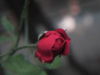 Close-up of red flower