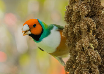 Close-up of bird perching on a tree