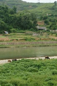 Sheep grazing on field by lake against sky