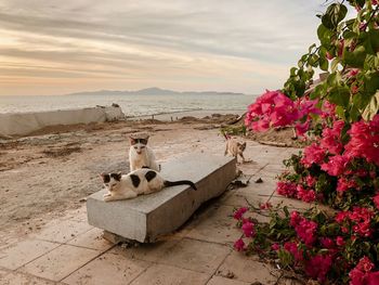 Scenic view of sea by flower against sky