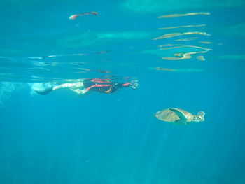 View of jellyfish in sea