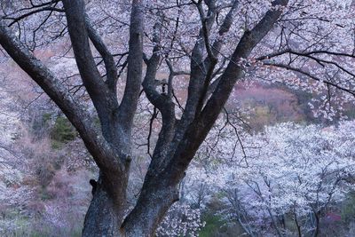 Bare trees against sky