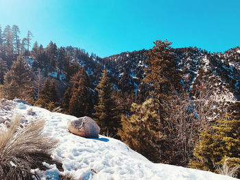Snow covered trees against sky