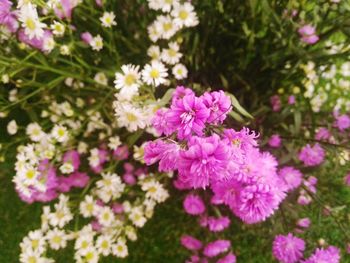 Close-up of pink flowers blooming outdoors