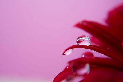 Close-up of dew drop on pink flower