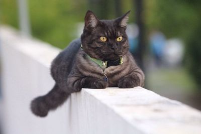 Portrait of cat sitting outdoors