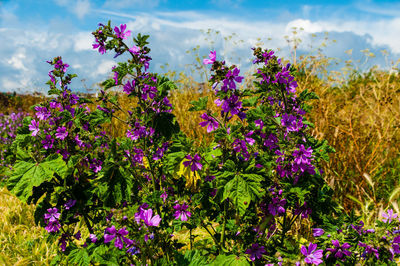 Close-up of purple flowering plants on field