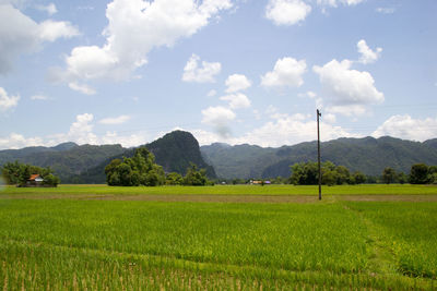 Scenic view of agricultural field against sky