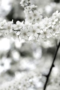 Close-up of white flowering plant