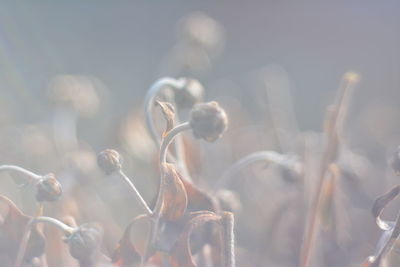 Close-up of white flowering plant