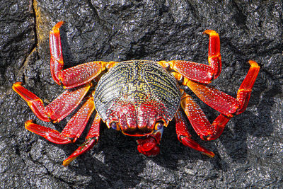 High angle view of orange leaf on sea shore