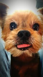 Portrait of dog sticking out tongue