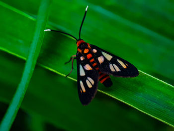 Butterfly on leaf