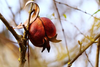 Low angle view of fruits on tree