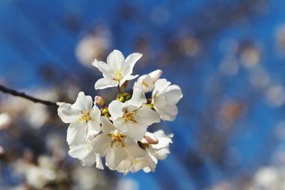 Blossoms make their appearance known