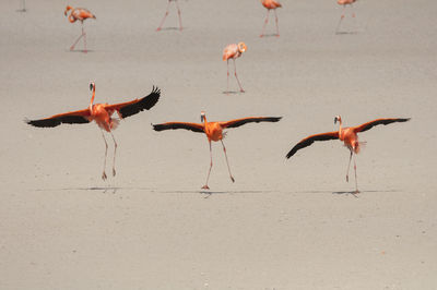 View of birds on beach