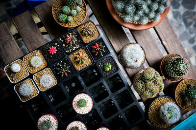 High angle view of potted cactus on table
