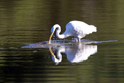 Side view of bird foraging on lake 