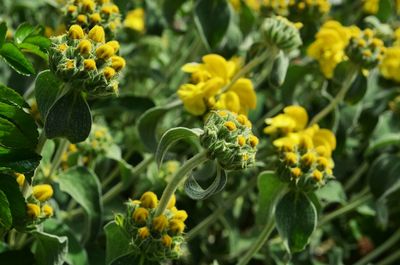 Close-up of yellow flowering plants