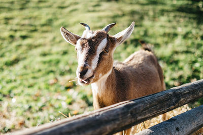 Deer on land