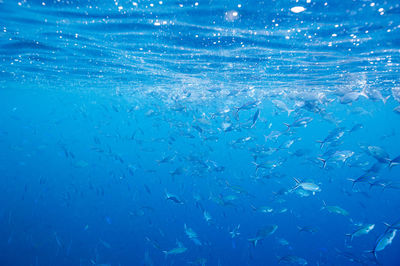 Full frame shot of swimming in sea