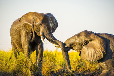 Elephants on field