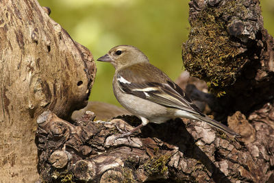 Close-up of bird perching on tree trunk