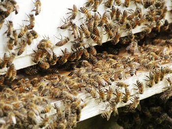 High angle view of honey bees on wood