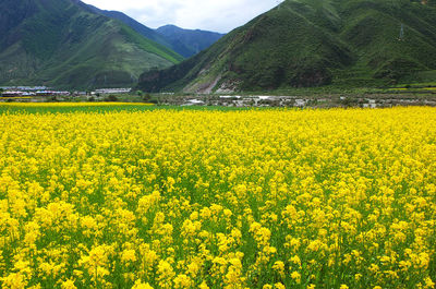 Yellow flowers growing in field