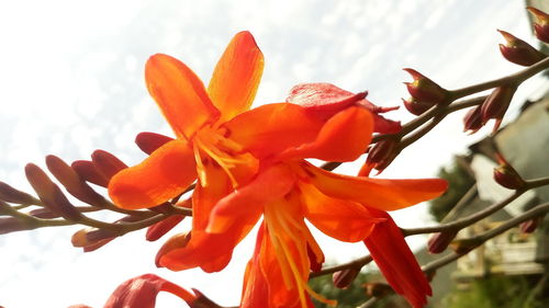 Close-up of red flowering plant