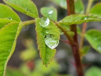 Close-up of raindrops on leaves