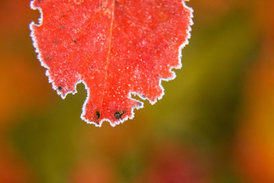 Beautiful red aronia leaves with a frosty edge. morning scenery in the garden. 