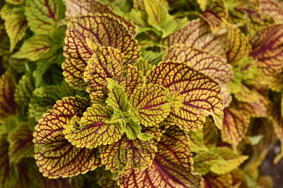 Close-up of fresh green leaves