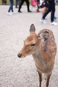 Deer standing on street in city