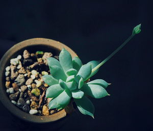 Close-up of potted plant against black background