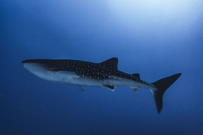 Whale shark wide angle photo, maldives
