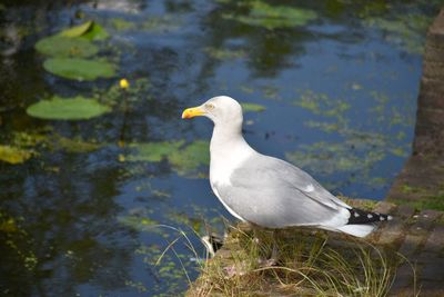 Seagull perching on a lake