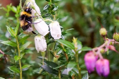 Close-up of honey bee on flower