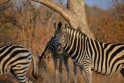Zebras in a forest