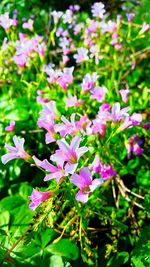 Close-up of pink flowering plant