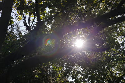 Low angle view of sunlight streaming through trees in forest