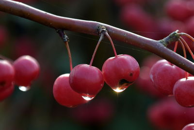 Close-up of berries growing on tree