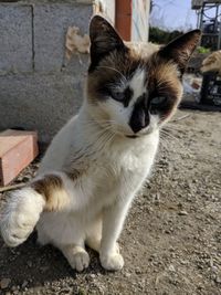 Close-up of cat relaxing outdoors