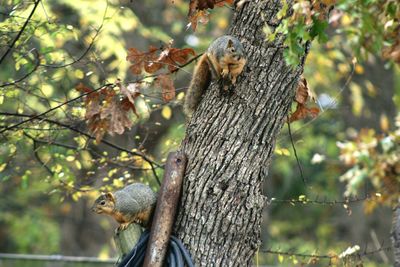 Squirrel perching on tree