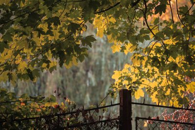 Close-up of yellow flower tree