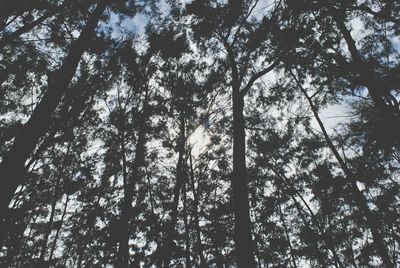 Low angle view of trees against sky