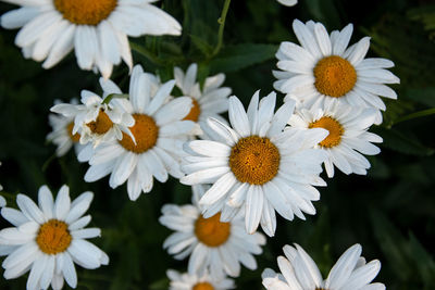The marguerites leucanthemum are a genus of flowering plants in the daisy family. 